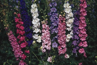 Picture of Larkspur - Sublime Mix